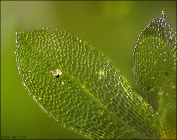 Moss leaves, 1.9 x 1.5 mm, 77 frames.