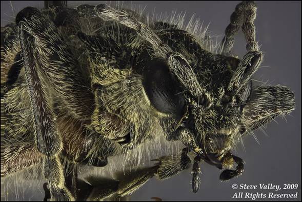 Head of a beetle, Rhagium inquisitor, 75 frames.