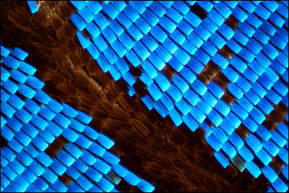 Wing scales of a butterfly, Papilio ulysses