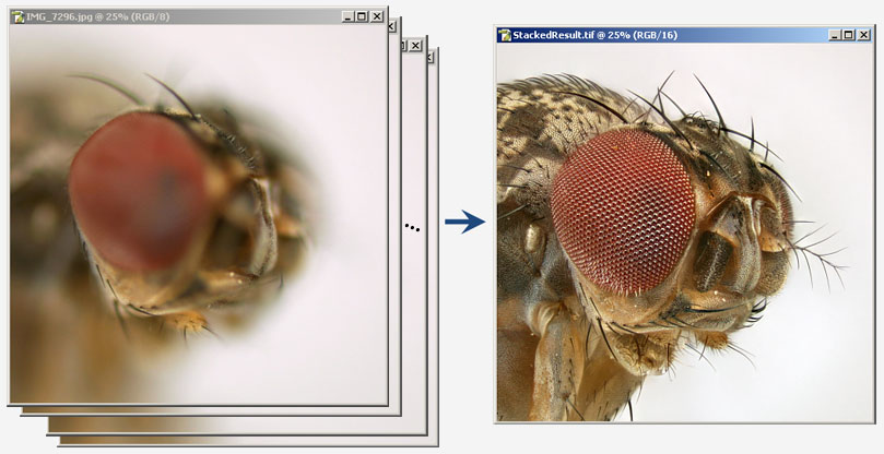 zerene focus stacking